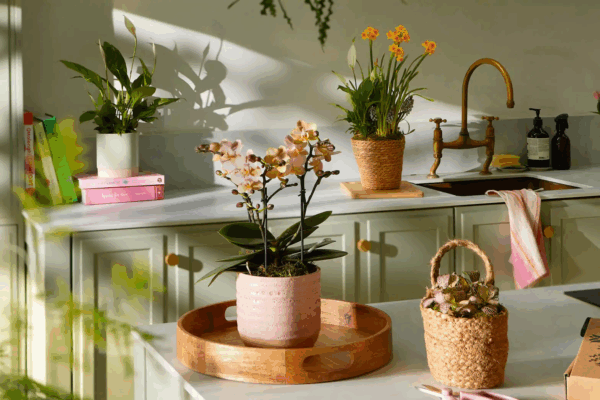 Back-to-Work Blues? Plants that Help Boost Productivity (And Also Help with Stress Relief)