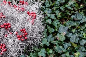 Gardening Tips in Preparation for Winter 