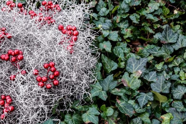 Gardening Tips in Preparation for Winter 
